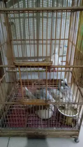 Burung puter sekeluarga