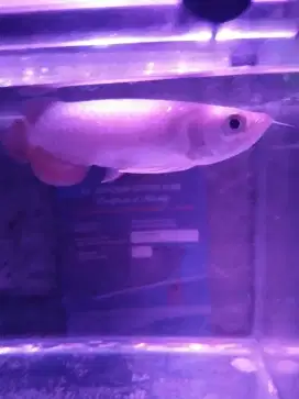 Ikan Arwana Golden