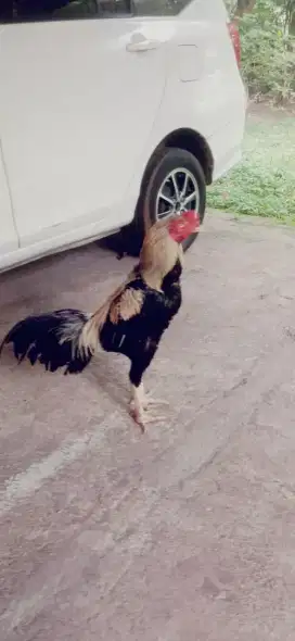 Ayam shamo pakhoy jos mantap super Vidio ada abar 3 x pukul ko murah
