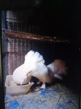 Merpati Hias Mantul