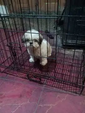 Dijual anakan anjing maltizhu