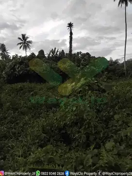 DIJUAL CEPAT TANAH PERKEBUNAN MENARIK DK TALAWAAN, HARGA SANGAT MURAH