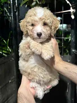 Miniature Poodle Jantan