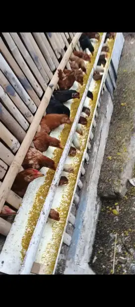 AYAM KAMPUNG KUB2