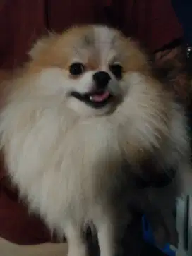 Minipom pomeranian jantan
