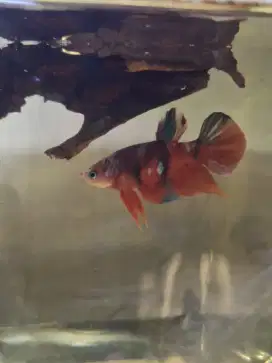 Ikan cupang plakat nemo redkoi