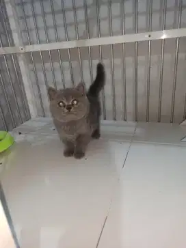 Kitten British short hair (bsh)