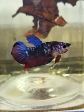 Ikan cupang male avatar rintik