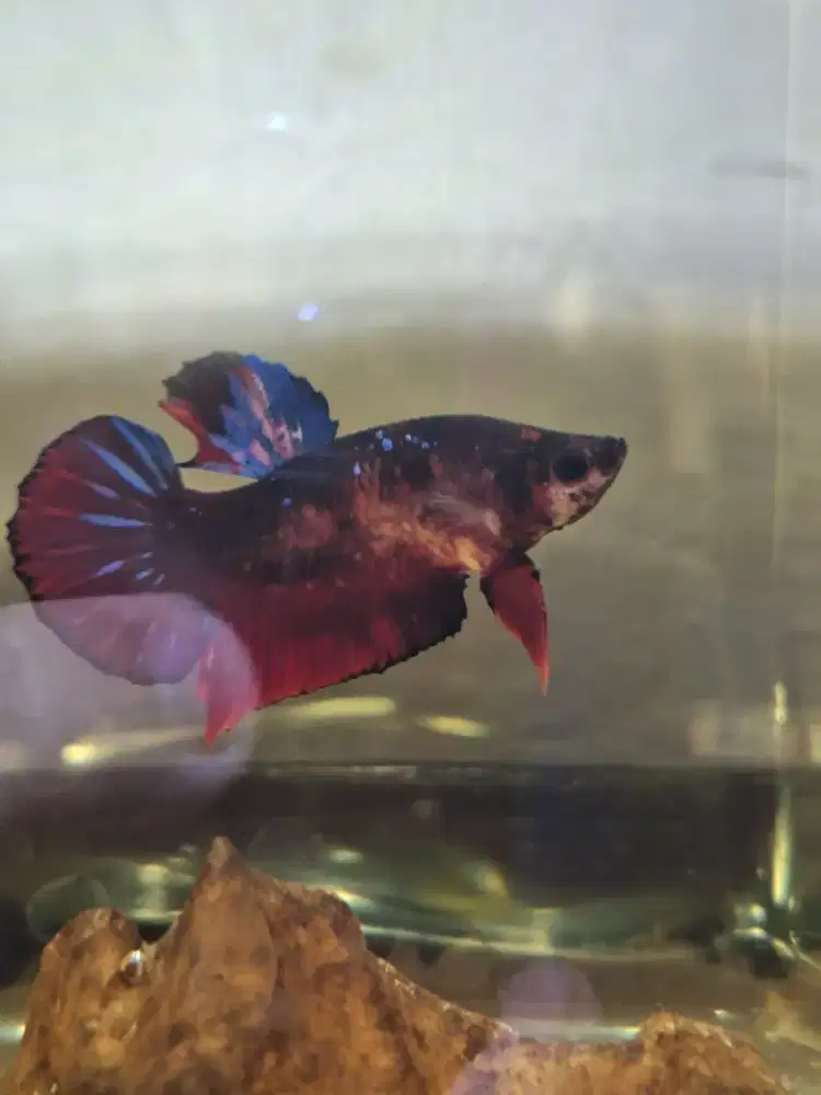 Ikan cupang male avatar rintik
