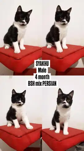 Kucing BSH mix PERSIAN