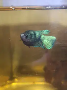 Ikan cupang bonsai