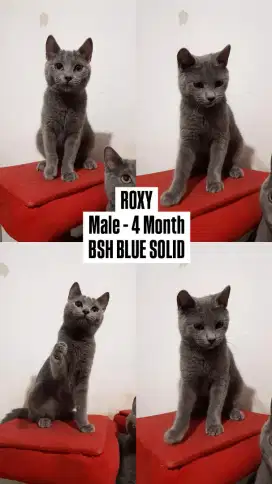 Anak Kucing BSH Blue Solid