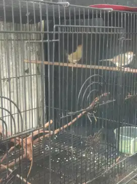 Prenjak bawah jantan & betina