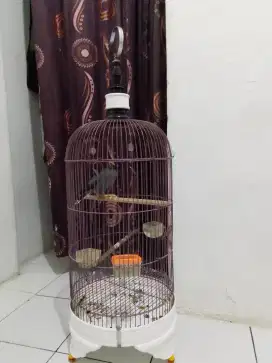 Burung jalak kebo jambul jinak rawatan 2 th fullset