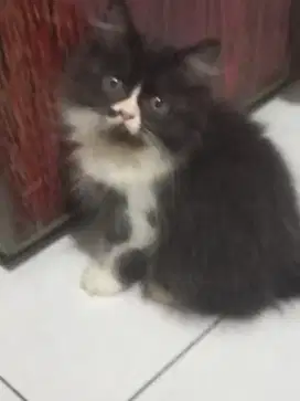 Anak kucing Persia jantan