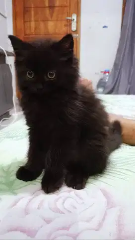 Anak kucing ras