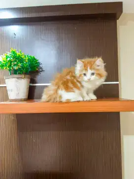 Persian kittens