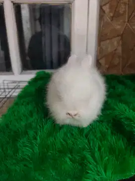 Kelinci ras Netherland dwarf dan Holandia loop