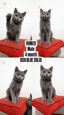 Anak Kucing BSH Blue Solid