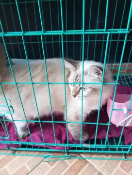 Kucing Himalaya