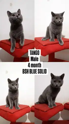 Anak Kucing BSH Blue Solid
