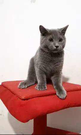 Anak Kucing BSH Blue Solid