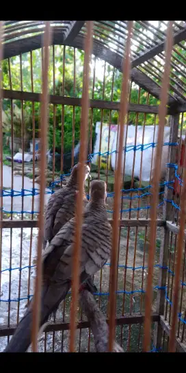 sepasang perkutut lokal