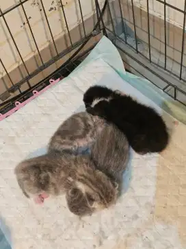 Baby bsh british shorthair
