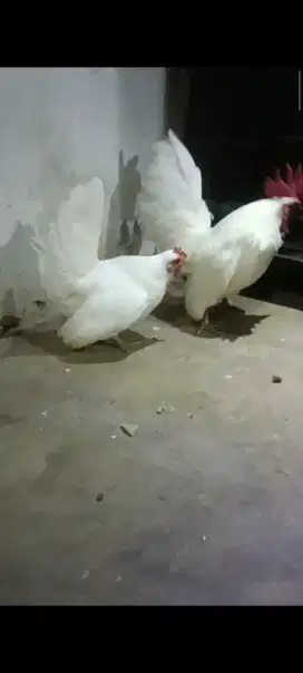 Ayam kate putih bersih sepasang