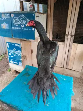 Ayam betina ekor lidi