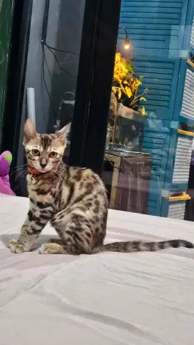 Kitten ras kucing bengaalll