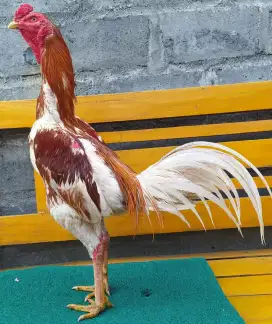 Ayam Bangkok Plucker Satria Sinekti