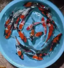 Ikan koi size 15 sampai 20cm