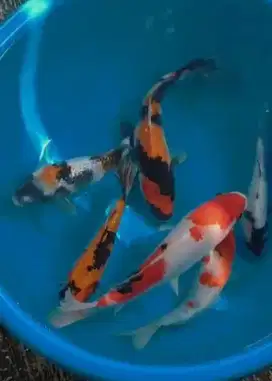 Ikan koi size 25 sampai 28cm