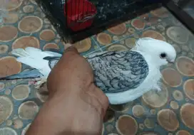 Merpati santinet jantan