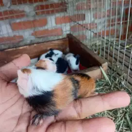 dijual marmut lucu