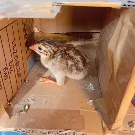 dijual ayam mutiara
