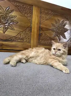 Kucing Persia Betina