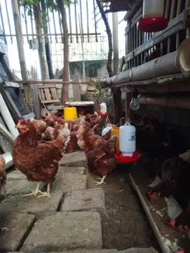 ayam petelur merah