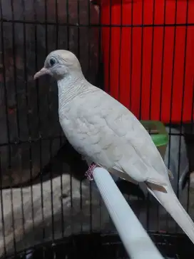 Perkutut Putih Lurik Fs bunyi
