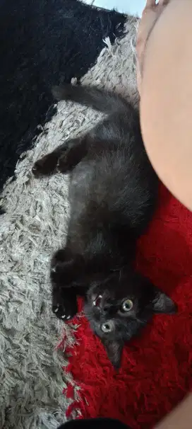 Kucing Munchkin