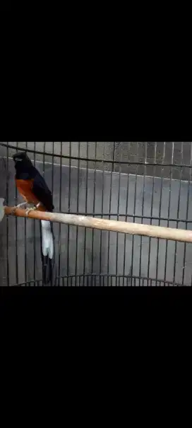 Burung murai medan gacor