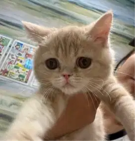 Kucing kitten British Shorthai Super gembul