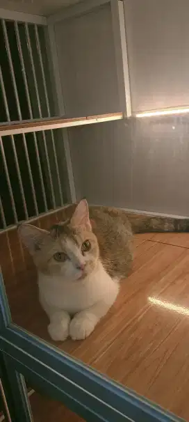 Kucing Munchkin