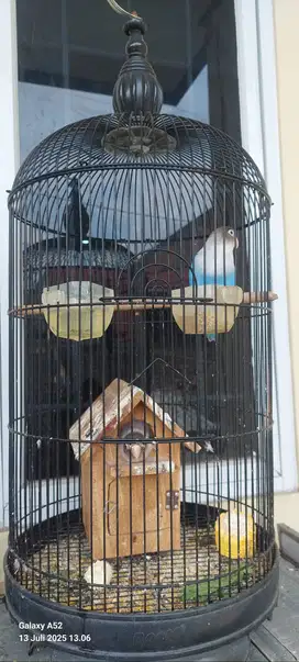Pasangan lovebird angrem tukar kenari gacor