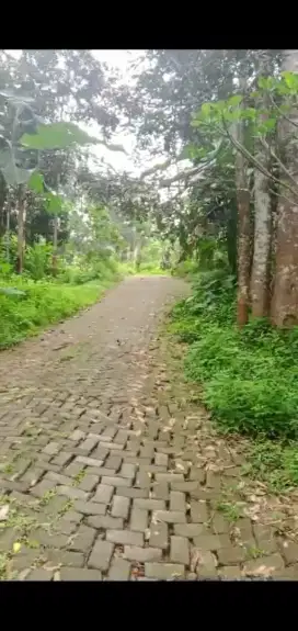 Kebun durian 1300 meter dekat pasar gunung pati