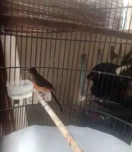 Burung Murai trotol