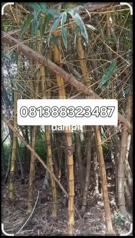 JUAL MURAH TANAH DI KAVLING IP KALIMULYA CILODONG