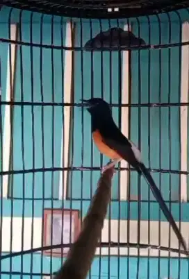 Burung murai gacor