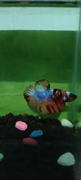 Ikan cupang plakat nemo multi